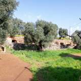 ...scendiamo nell�adiacente lama, dominata da rigogliosi ulivi, le cui fronde fanno ombra alle tante grotte che compongono il villaggio